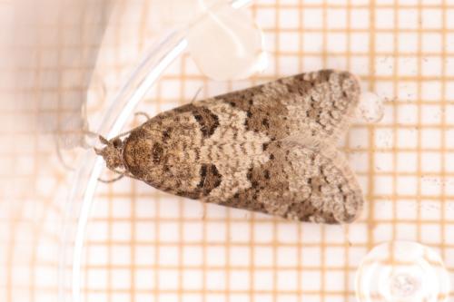 Réf. 283 843 : Cnephasia sp.